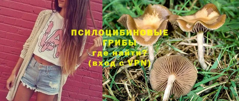 Псилоцибиновые грибы Cubensis  где купить   Ковылкино 